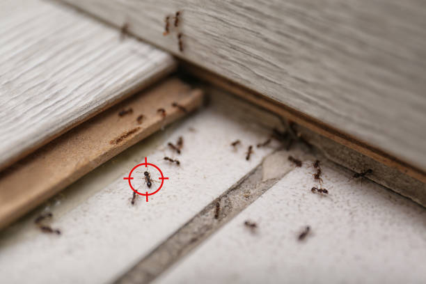 Best Bed Bug Extermination  in Plain City, UT